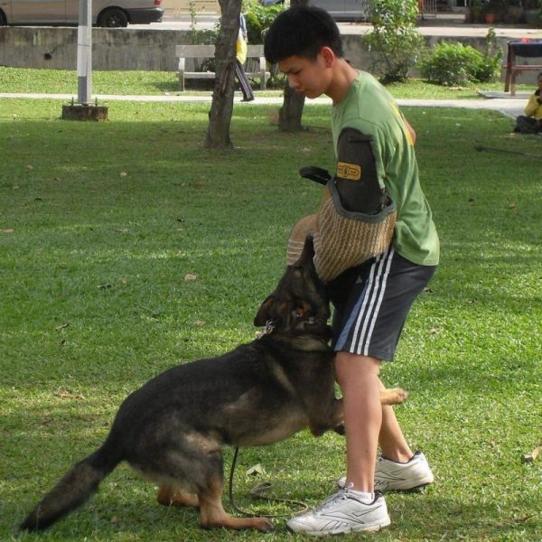 dog training, guard dog, protection work, protection training, watchdog