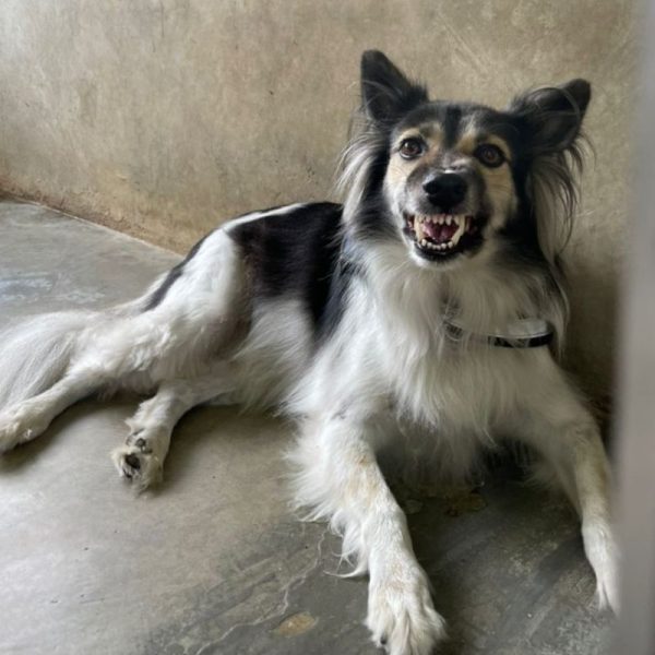 dog training, agg rehab, boarding training, board and train, aggression rehab, aggression rehabilitation