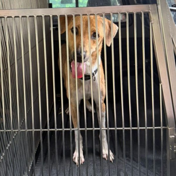 dog relocation, dog transportation, canine relocation and transportation