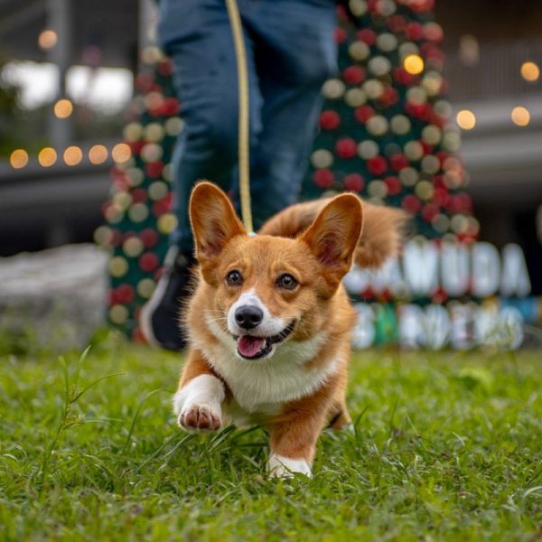 dog training, guard dog, protection work, protection training, watchdog