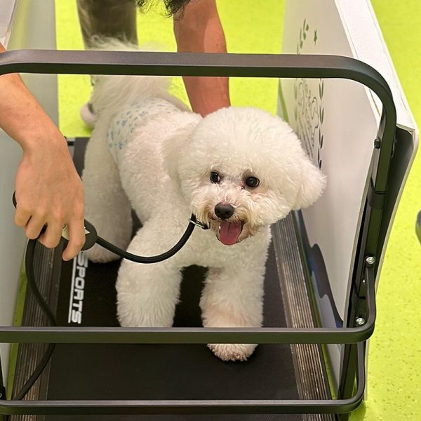 dog training, security company services, security dog services, security consultation