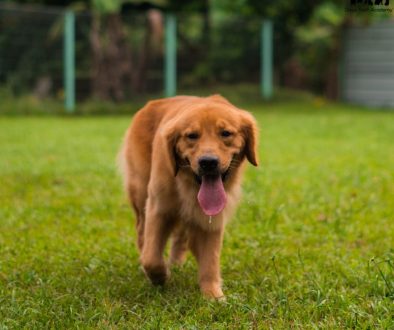 Green And Blue Modern Business Woman Linkedln Profile Picture