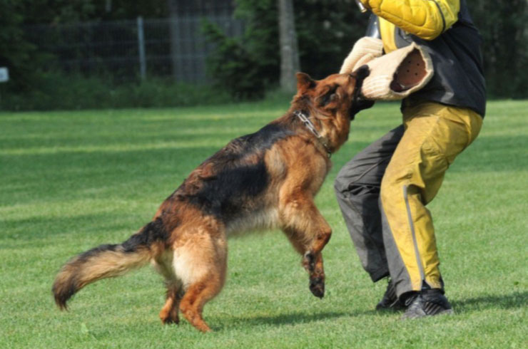 guard dog training near me